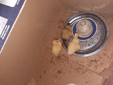 lal ördək: Məhsul: ördək bala­ları (3 ədəd) Təsvir: - Rəngi: krem-sarı (birinin — 3