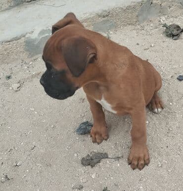 1 aylık doberman: Bokser, 3 ay, Erkek, Peyvəndli — 2