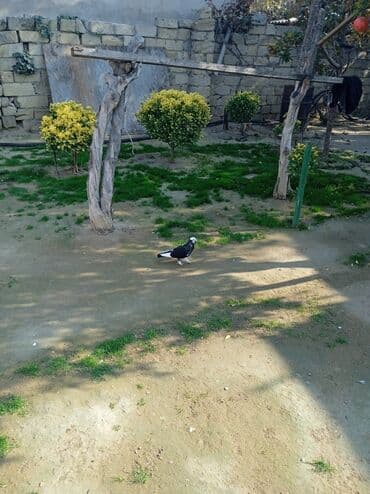 ucuz bala pişiklər: Kövən baladır — 2