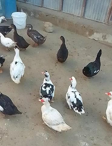 Məhsul: Ördek sürüsü Təsvir: - Cinslər: əsasən muskovi (indoutka) və lalafo.az -da Məhsul: Ördek sürüsü Təsvir: - Cinslər: əsasən muskovi (indoutka) və