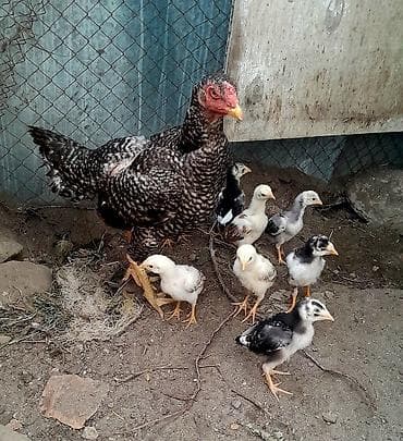 Птицы: Heyratı 1 ana 8 bala, ailə şəkilində satılır. Hər iki tərəfi türkdür — 3