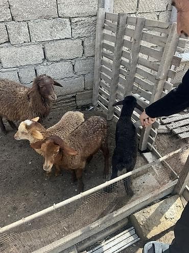 cins heyvanlar: Qoyun və quzu heyvanları - Növ: yerli ətlik/yunlu qoyunlar və quzular — 7
