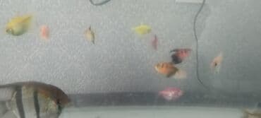 Tetra balığı, Sülhsevər lalafo.az -da Tetra balığı, Sülhsevər