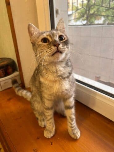 приют для кошек в баку: Dişi, Yaxşı əllərə — 2