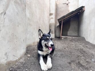 ağ xaski: Xaski, 6 ay, Erkek, Peyvəndli, Ünvandan götürmə — 4