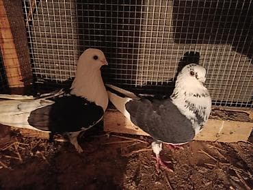 goyərcin şəkli: Məhsul: Ev göyərçinləri (bir neçə fərqli rəng və cüt) razilasma var — 2