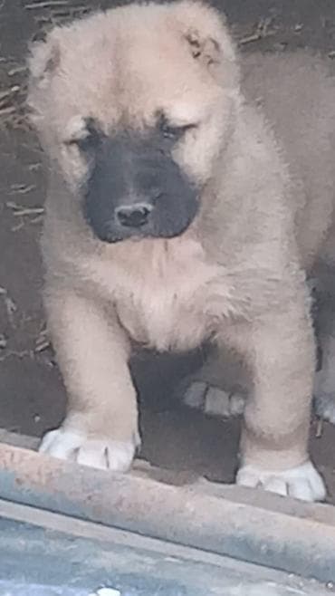 Грызуны: Алабай — 2