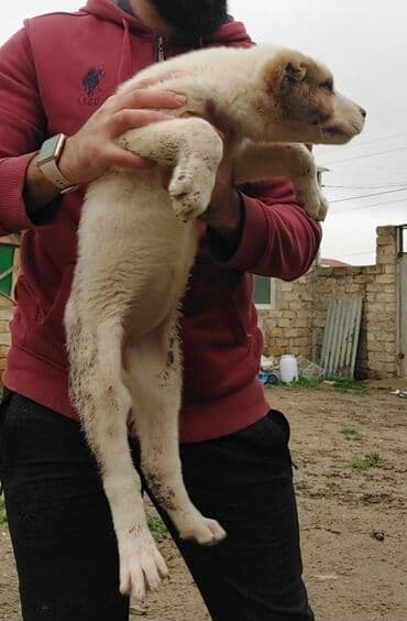 сколько стоит щенок: Самка, С прививками — 7