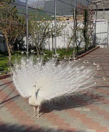 Tovuz quşu balaları 5-6-7 aylığlar hindisdan növü. Bir cüt ağ