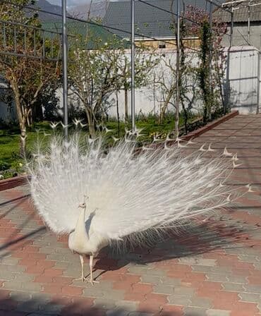 su meymunu: Ağ tovuzquşu 5 illik, Hindistan və qaraqanad növü tovuzquşu balaları — 3