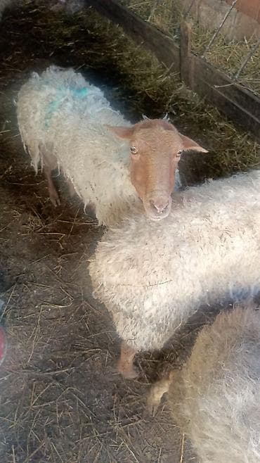 Бараны, овцы: Məhsul: Xırda buynuzlu heyvanlar – qoyun sürüsü Təsvir: - Şəkillərdə — 6