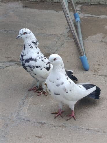 göyercin yuvası: Çillər satılır cütü 15 manat. Erkək mayadı hazır cütdülər — 1