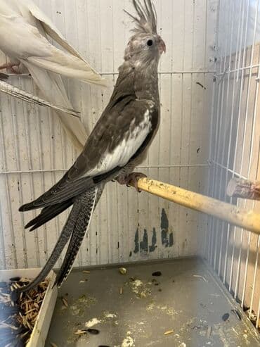 İtlər: Yuvadan yeni cixib,atasi ag anasi qariwig,ele oyretmeyin vaxtidi — 1