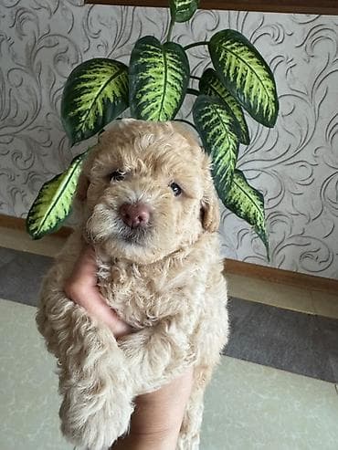 it barter: Pudel, 2 ay, Dişi, Peyvəndli, Ödənişli çatdırılma — 2