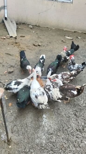 Alfa Romeo: Salam alekum ördəklər satılır dişilər 15 m böyük erkək 35 balaca — 2