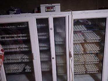 Сельско-хозяйственное оборудование: 5000 яиц, Полностью автоматическая — 2