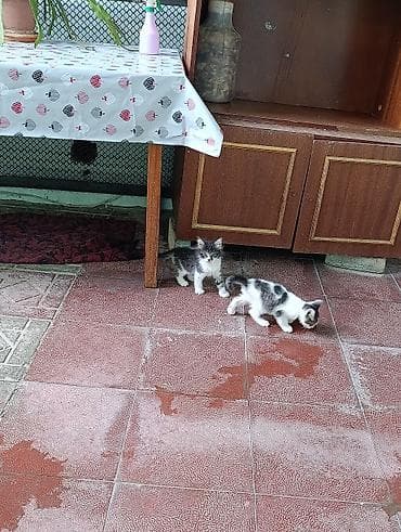 ucuz pisik: Yaxşı əllərə — 3