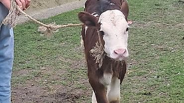 Heyvanlar üçün mallar: Birinci qarına doğub 25 günlük süni mayalanmadan olan balası yanında — 3