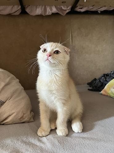 ucuz pişiy: Qızıl şinşilla, Erkək — 2