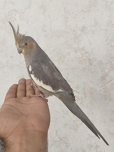 derzi quşu: Salam, boz 5 aylıq erkək korella satılır, əl quşudur, ələ — 9