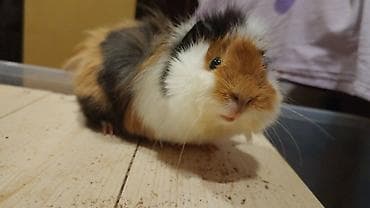 Gəmiricilər: Trikolor uzun tüklü dəniz donuzu (guinea pig) Parodası "Shiba" - — 1