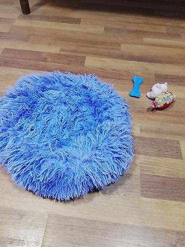 avcarka itleri: Pekines, 4 ay, Dişi, Ünvandan götürmə — 4