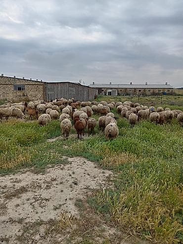 sud saqan: Öz saxladıqım heyvanlardı ləqv edirem deye satiram Real alıcıyla — 1