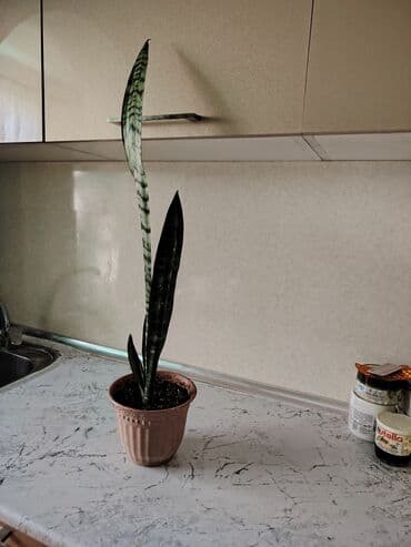 ev gülleri ve adları: Qılınc Gulu satılır — 1