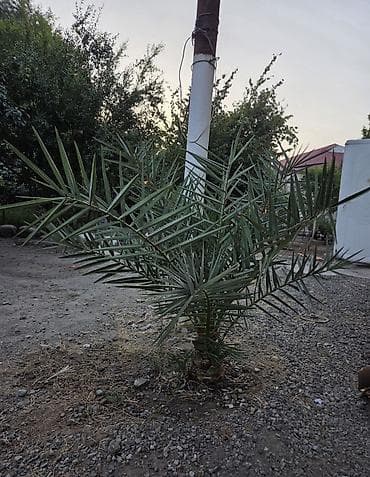 col bitkiləri: 2 ədəd 110-130 sm arası xurma tingləri. Həmişə yaşıl, cavan xurma — 3