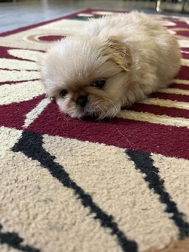 it cinsi adlari: Pekines — 8