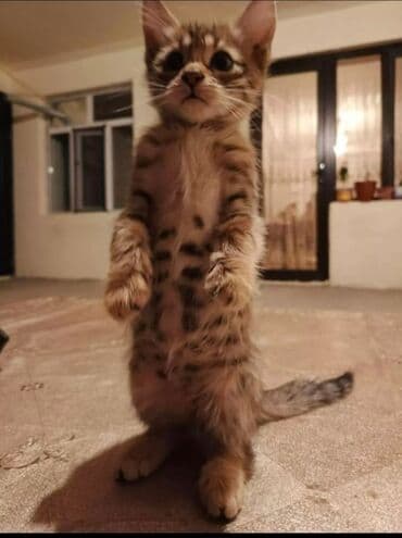 где можно купить котенка: Tabbi, Yaxşı əllərə — 1