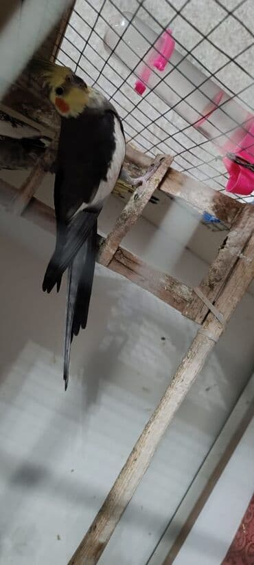 quş xana: Ələ öyrənibdi oxuyur erkəkdi pul lazımdı deyin satlır ciddi şəxslər — 2