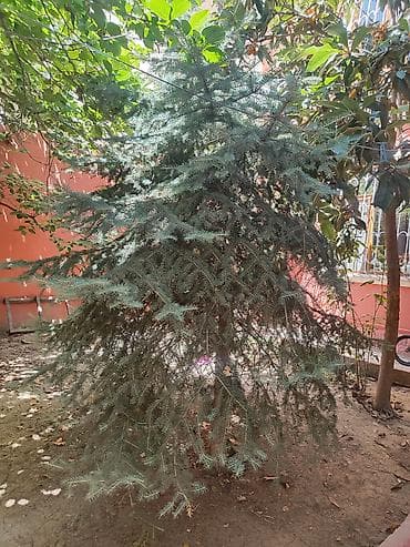 xurma ağacı: Yolka agaci satilir. hundurluk təxmini 2.50 m. Torpagdan cixarilmayib — 4