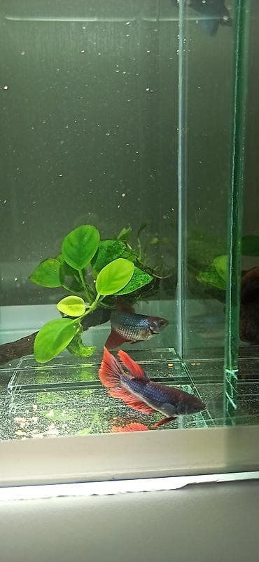 bala kirpi: Betta (Petuşok balığı), Yırtıcı — 9