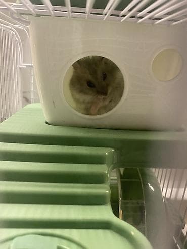 Heyvanlar üçün mallar: 2 hamster 2 yuva satilir hamsterlerin biri boz biri ağ remgdedir — 9