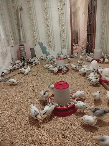 Toyuq cücələri, Ətlik