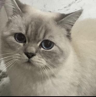 Животные: Британская, Самец, Для вязки, Самовывоз, Платная доставка — 2