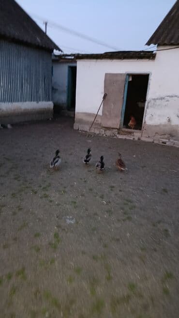 pinqivin ördək: Erkək, Damazlıq — 8