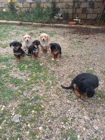 xamilyon heyvan: Çixuahua, 2 ay — 4