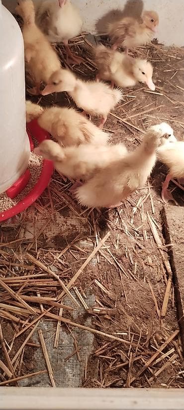 cucə gəncə: Balaca qaz cücəleri və ördək balasi - Cins: qaz (sarı-ağ lələklər — 5