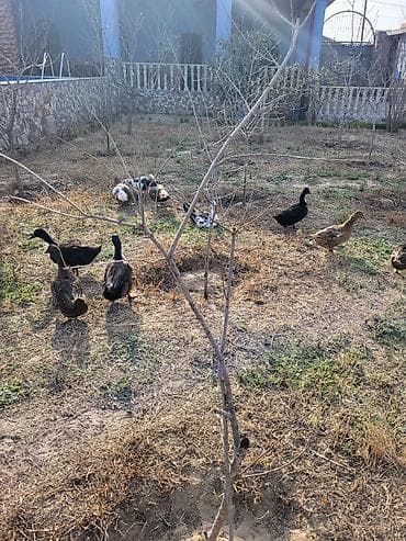 mal satisi: Dişi, Damazlıq — 5