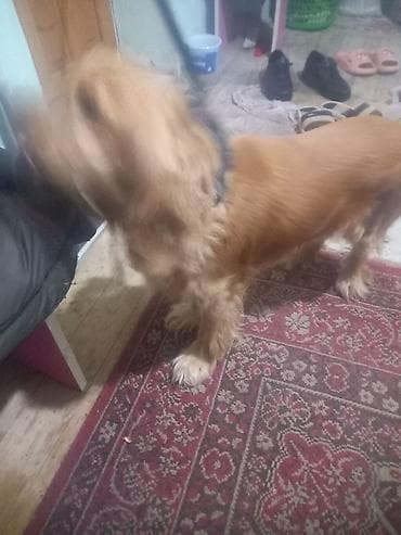 golden retriever qiymet: Dişi, Cütləşmə üçün, Ünvandan götürmə — 3