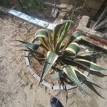 çöl bitkiləri: Aqava americana “Variegata” – dekorativ sukulent - Növ: Agave — 1