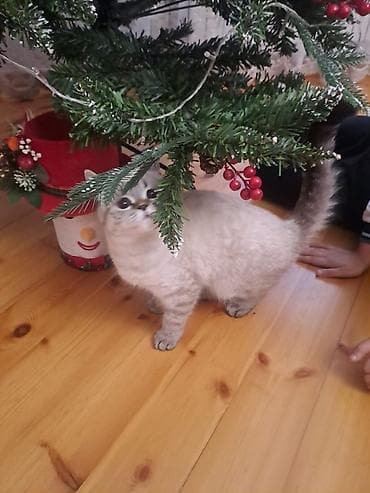 Pastel dəstləri: Yeni il dekorativ ağacı – tam bəzədilmiş Xüsusiyyətlər: - Material — 4