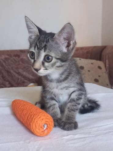 heyvanlara verilen xususi adlar: Tabbi, Yaxşı əllərə — 4