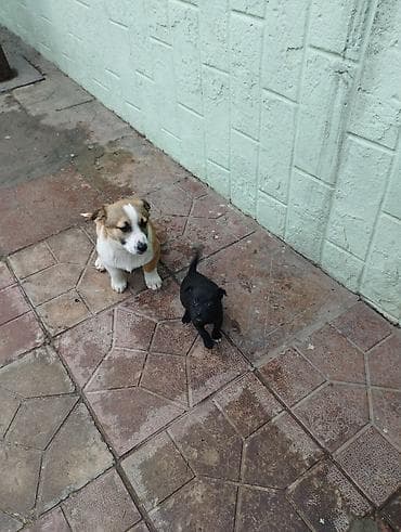 rus it adları: Zvonok, 2 ay, Erkek, Peyvəndli, Ödənişli çatdırılma — 6