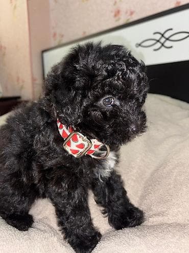 Птицы: Пудель, 1 месяц, Самка — 3