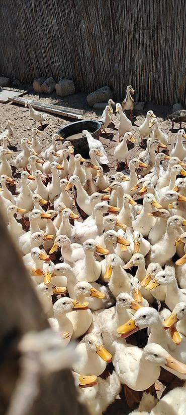 yırtıcı quş: Salam aleykum 50 gunlukdur saglamdirlar real alici olsa endirim olacaq — 1