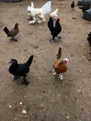 Inəklər, öküzlər: Toyuq, Yumurtalıq, Ünvandan götürmə — 5