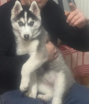 sibir pişiyi: Xaski, 4 ay, Dişi, Peyvəndli, Ünvandan götürmə — 3